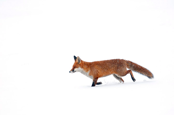 Fox in the snow + REPOST