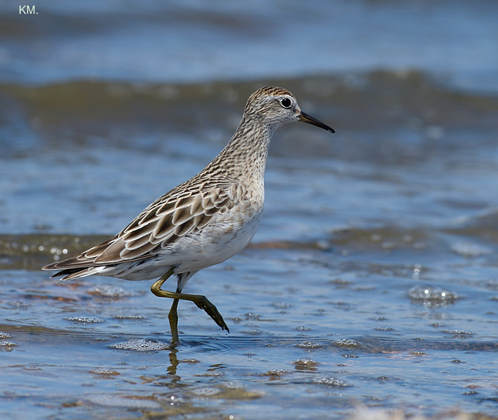 OZ Wader.Knot?+ reposts.
