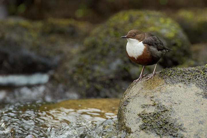 Dipper