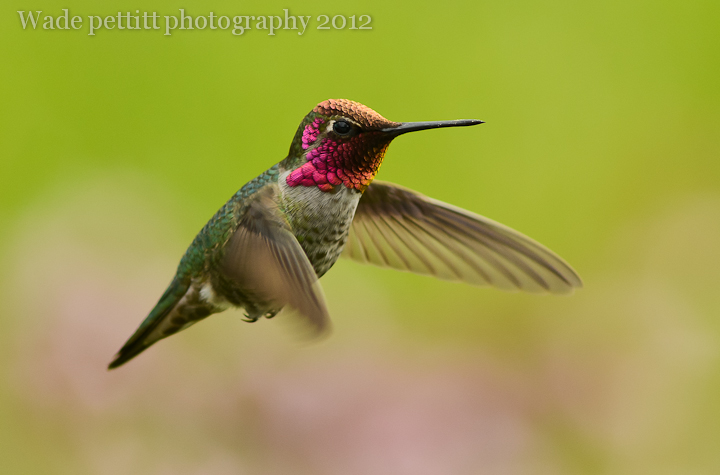 Male Anna's hummingbird