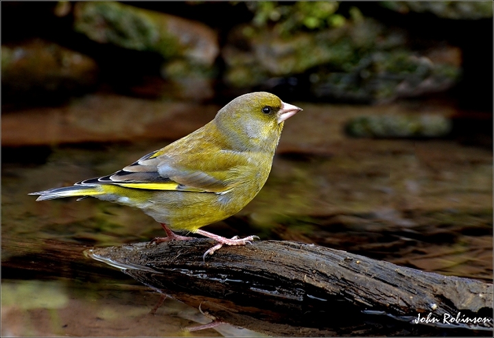Greenfinch