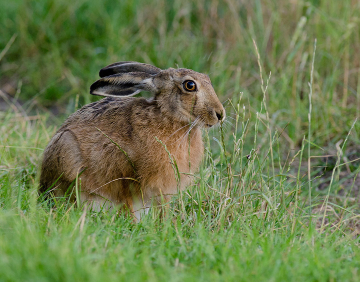 Brown Hare.