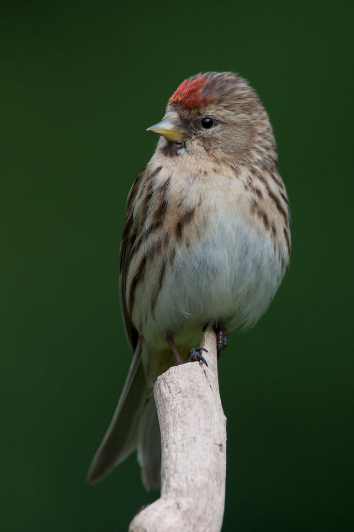 Lesser Redpoll