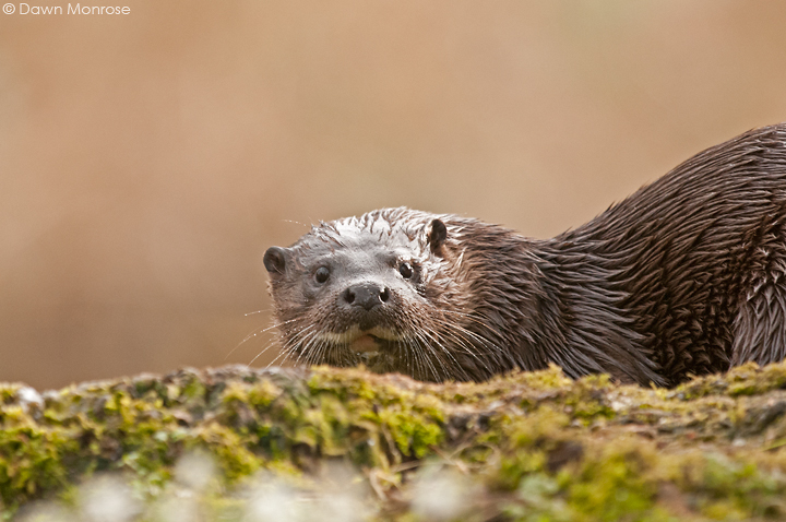 Otter