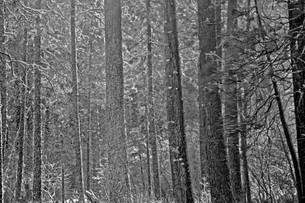 Winter Contest