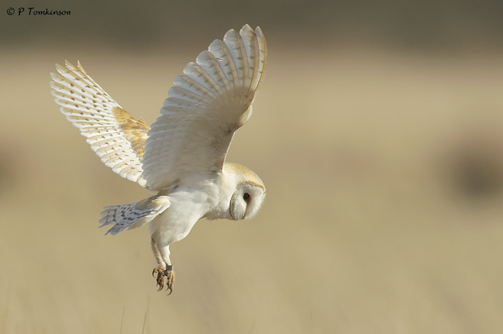 Barn Owl III