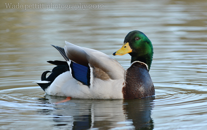 Drake Mallard