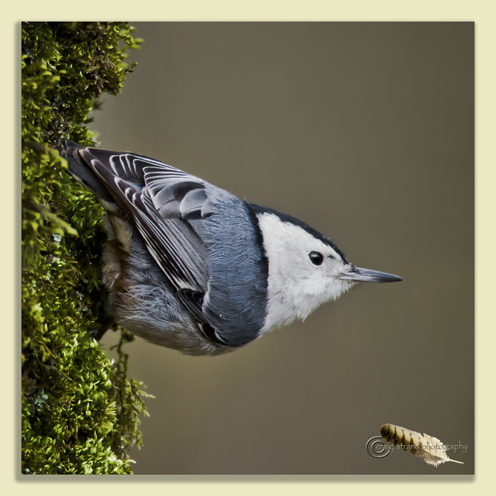 White Breasted Nuthatch