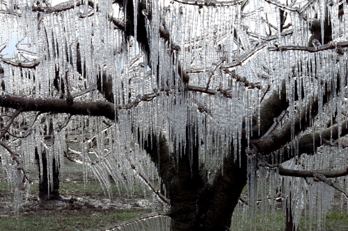 Orchard Ice