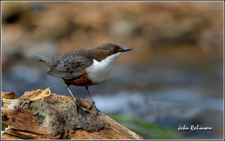 Dipper