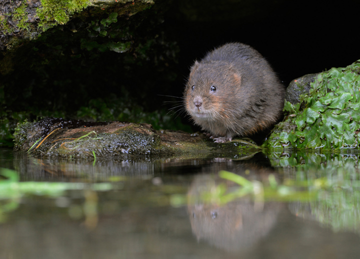 Water vole IV