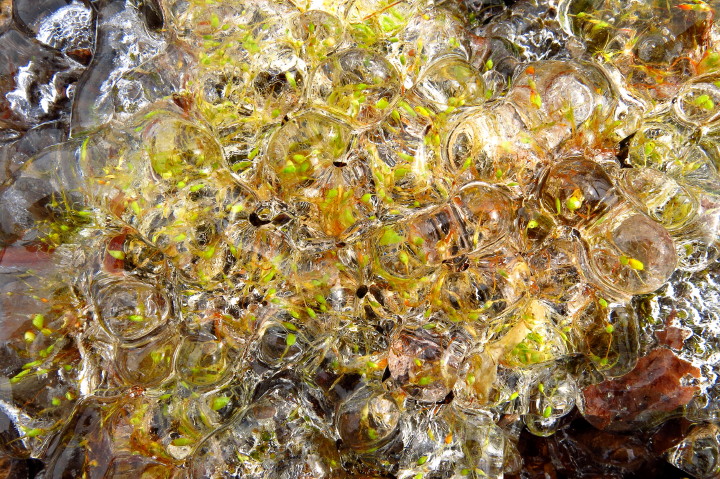 Orchard Ice (Floor)