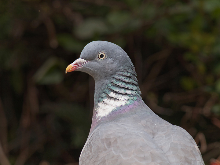 Wood Pigeon portrait