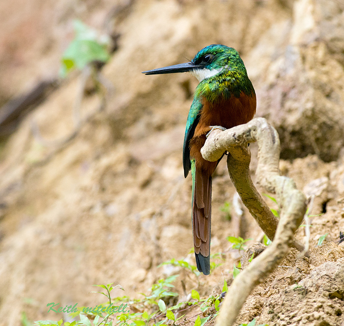 Rufus Tailed Jacamar+repost.
