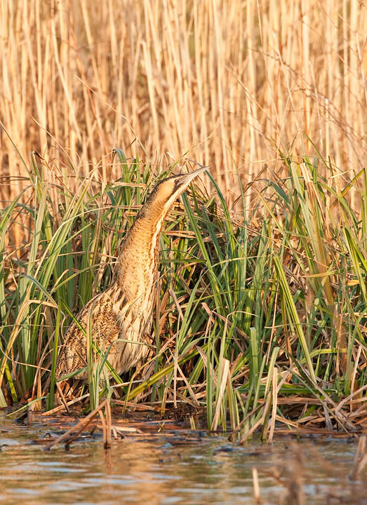 Bittern