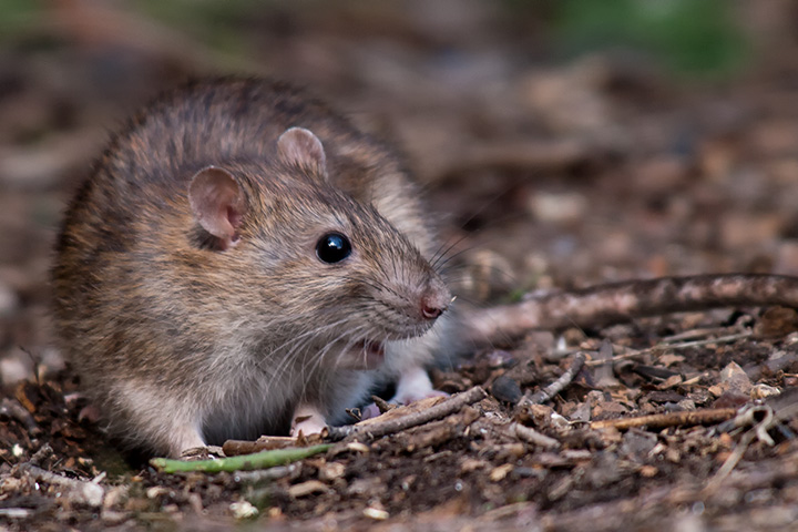 Black rat  (re-identified as brown rat)
