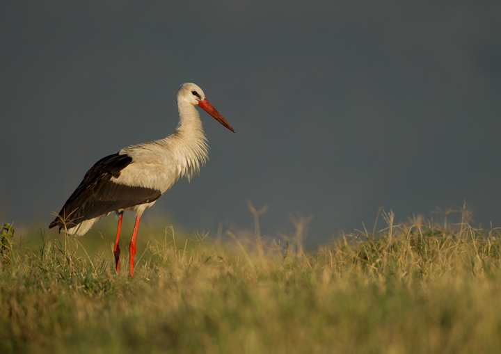 Crater stork