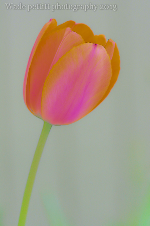 Photo art tullip