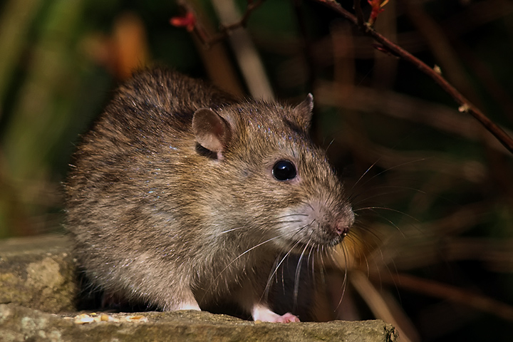Brown rat II