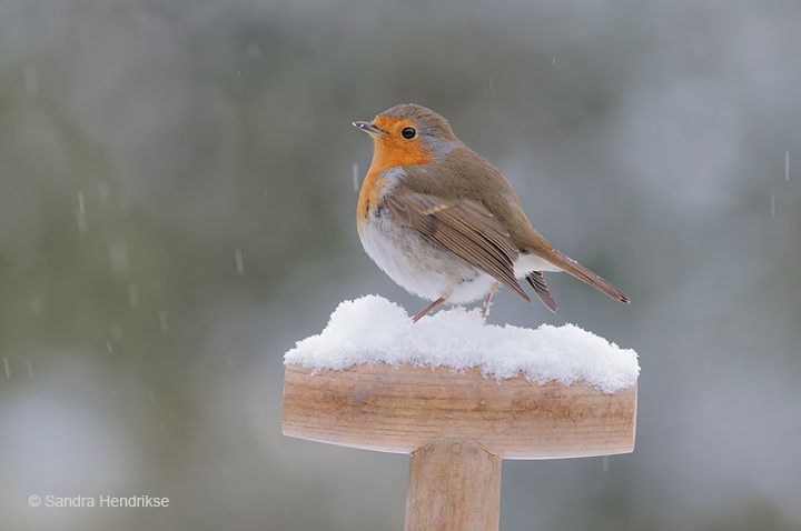 Robin on a ...