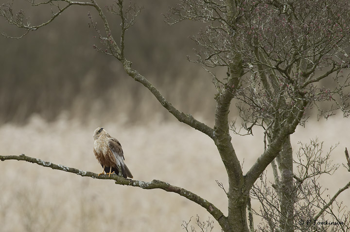 Marsh Harrier