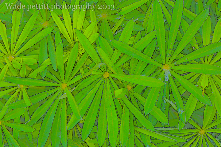 Photo art Lupine
