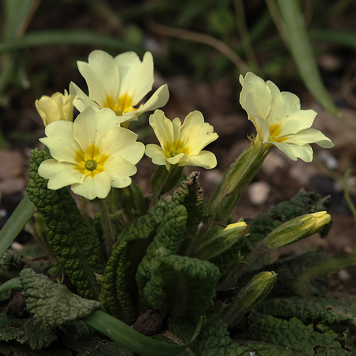 Primrose (cult.) & repost