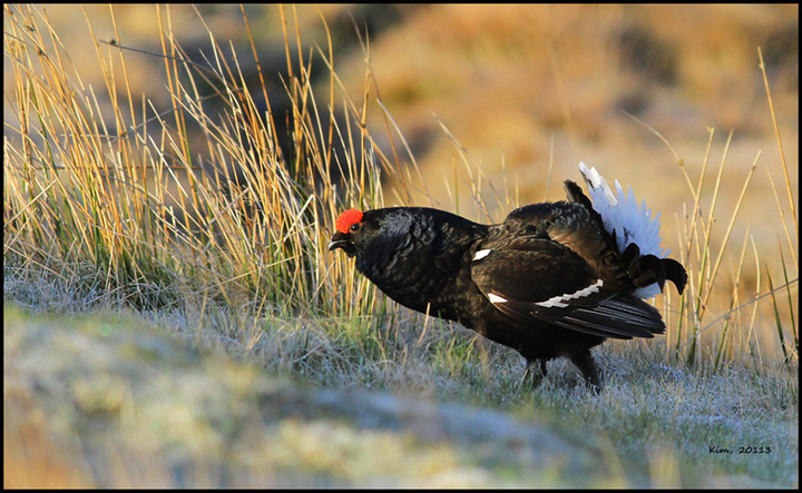 Black Grouse