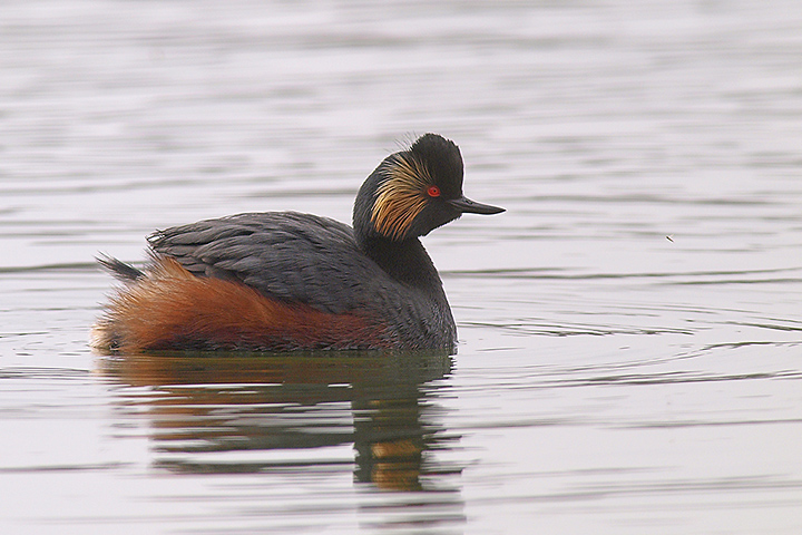 Summer plumage Black Necked Grebe
