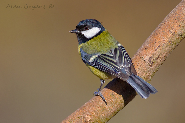 Great tit