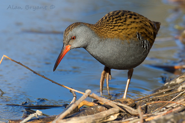 Water Rail