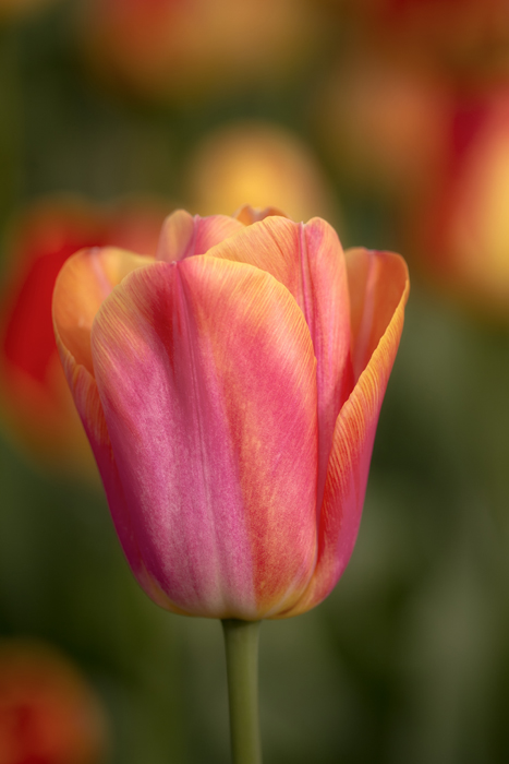 Tulips in bloom