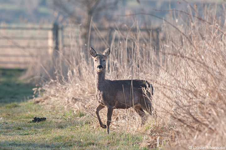 Roe deer