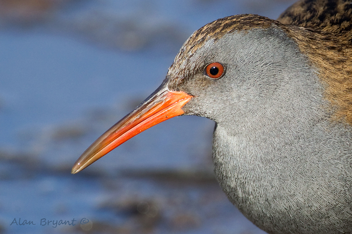 Water Rail portrait