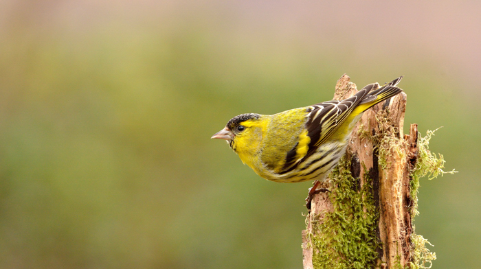 Male siskin