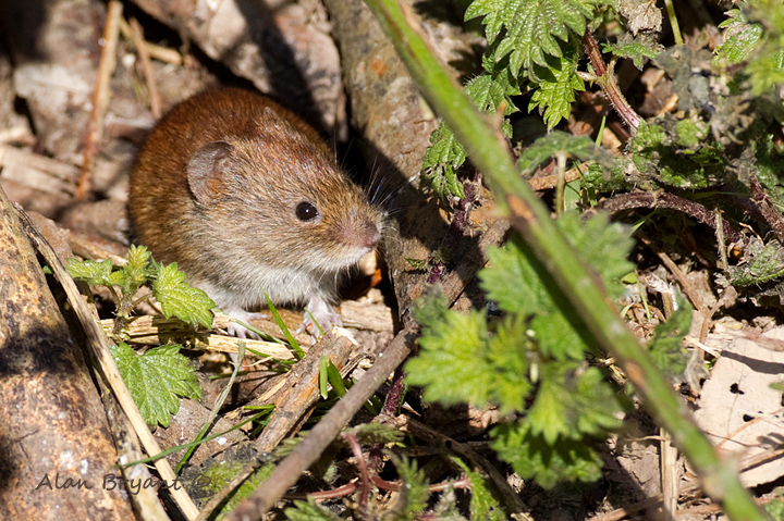 Bank Vole