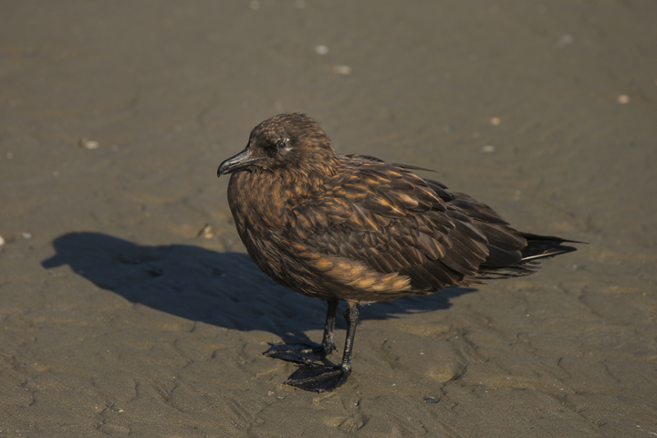 Great Skua