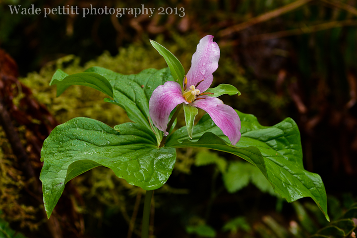 Trillium