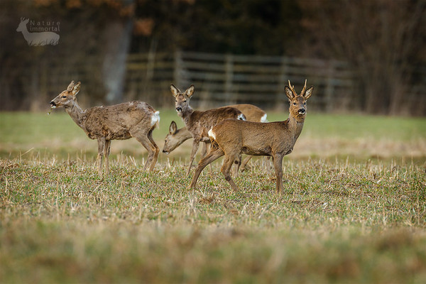 The herd