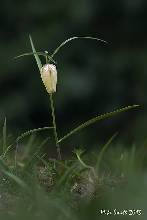Fritillary