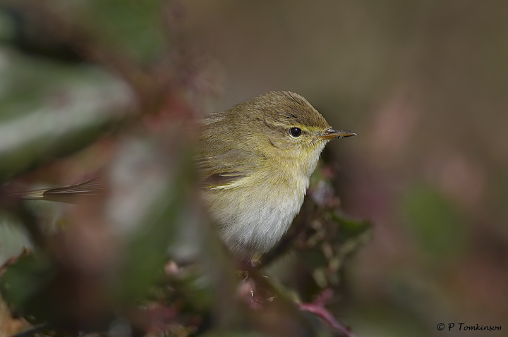 Chiffchaff