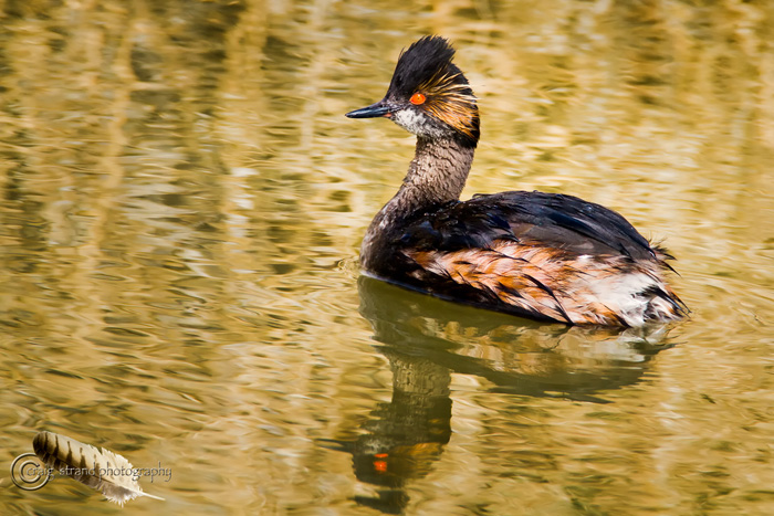 Eared Grebe