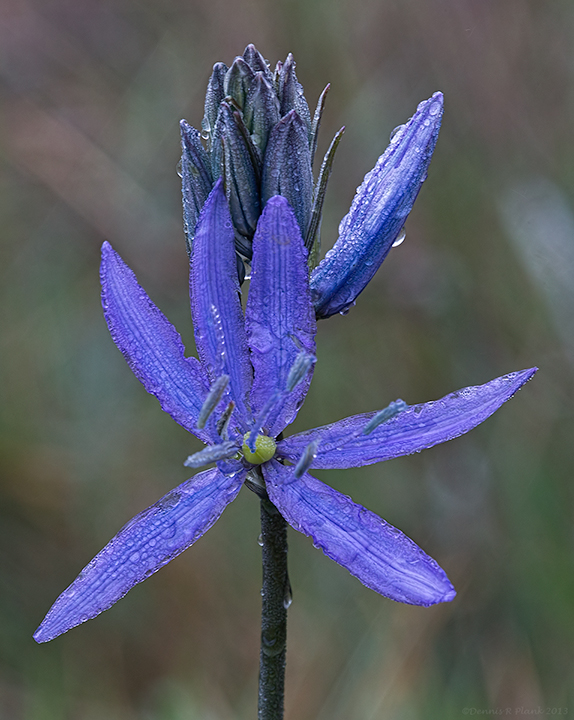 Western Washington Prairie Shoot May 18th