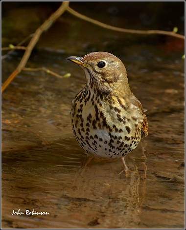 Song Thrush