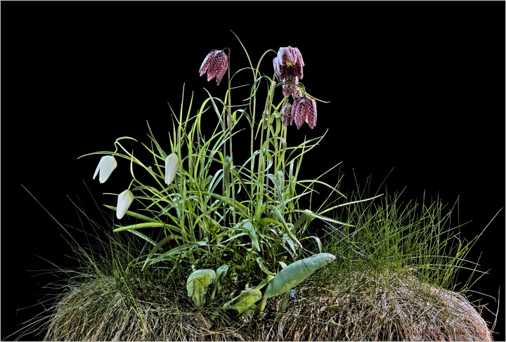 Snake('s head fritillaries) in the grass (c)