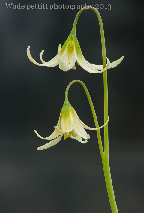 Double Drop Lilly