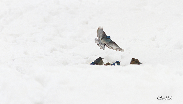 Bluebirds