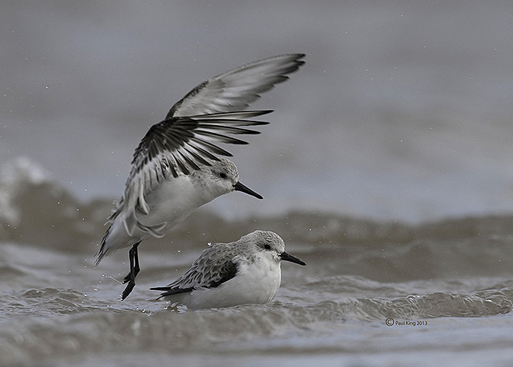 Sanderlings + REPOST