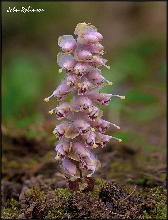 Toothwort (stacked)