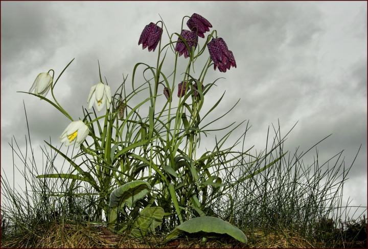 Snake('s head fritillary) in the grass (c) 2 plus two comparison images